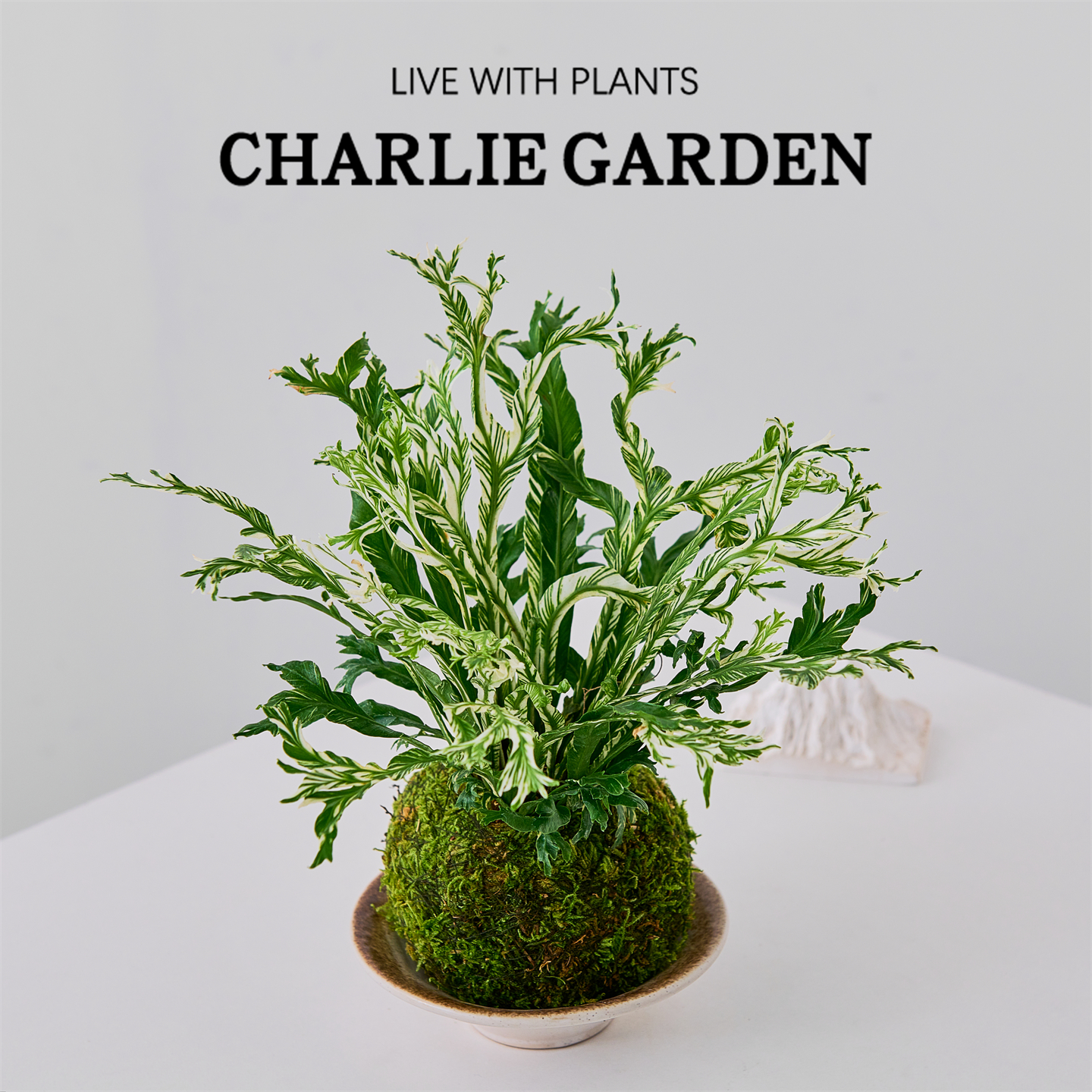 白月光鸟巢蕨苔藓球盆栽室内净化空气办公室桌面花卉绿植创意礼物 - 图0