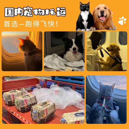 成都宠物托运猫咪狗上门接宠单独随机托运全国 - 图0