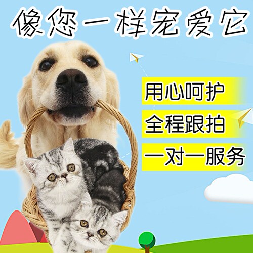 成都宠物托运猫咪狗上门接宠单独随机托运全国 - 图2