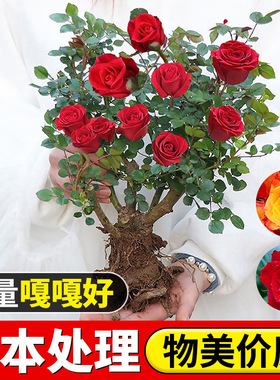 开花正宗玫瑰花苗浓香型月季花阳