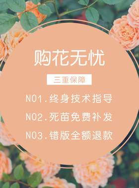 玫瑰花苗大花绿植物桌面蔷薇牡丹