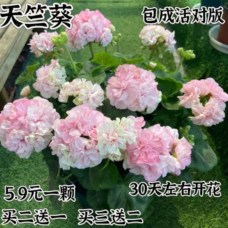 重瓣大花天竺葵盆栽花苗四季开花不断庭院室内外阳台好养花卉盆栽,淘宝优惠券,粉丝福利购,淘宝优惠卷