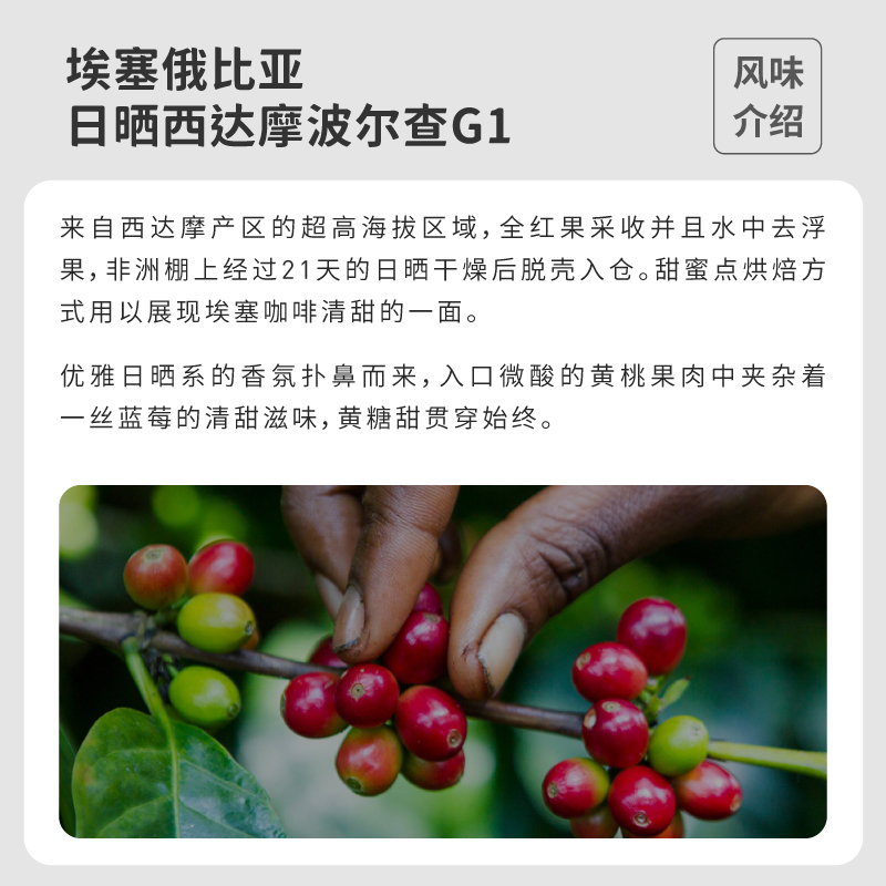 Fishercoffee啡舍 埃塞俄比亚日晒西达摩 精品浅烘手冲咖啡豆227g - 图1