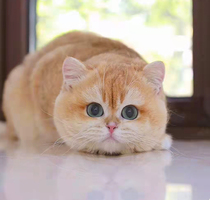 English Short Gold Asymptotic Young Cat Pure Breed Racing Class Blue Gold Asymptotic Cat Silver Gradually Layer Cat Pet cub cat living things ny12