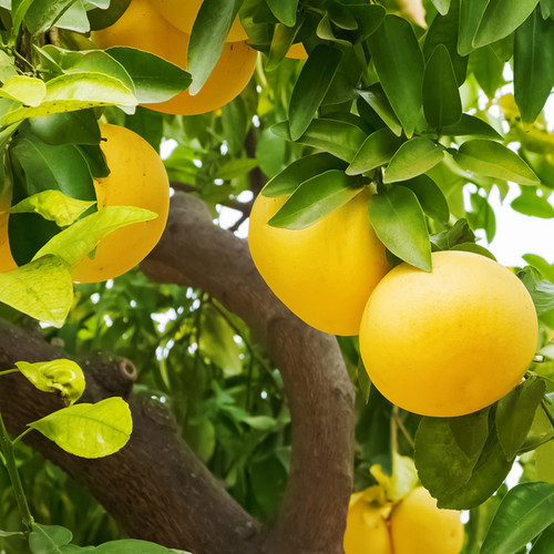 新鲜正宗南非红心西柚300g孕妇水果红葡萄柚当季水果红肉西柚子 - 图0