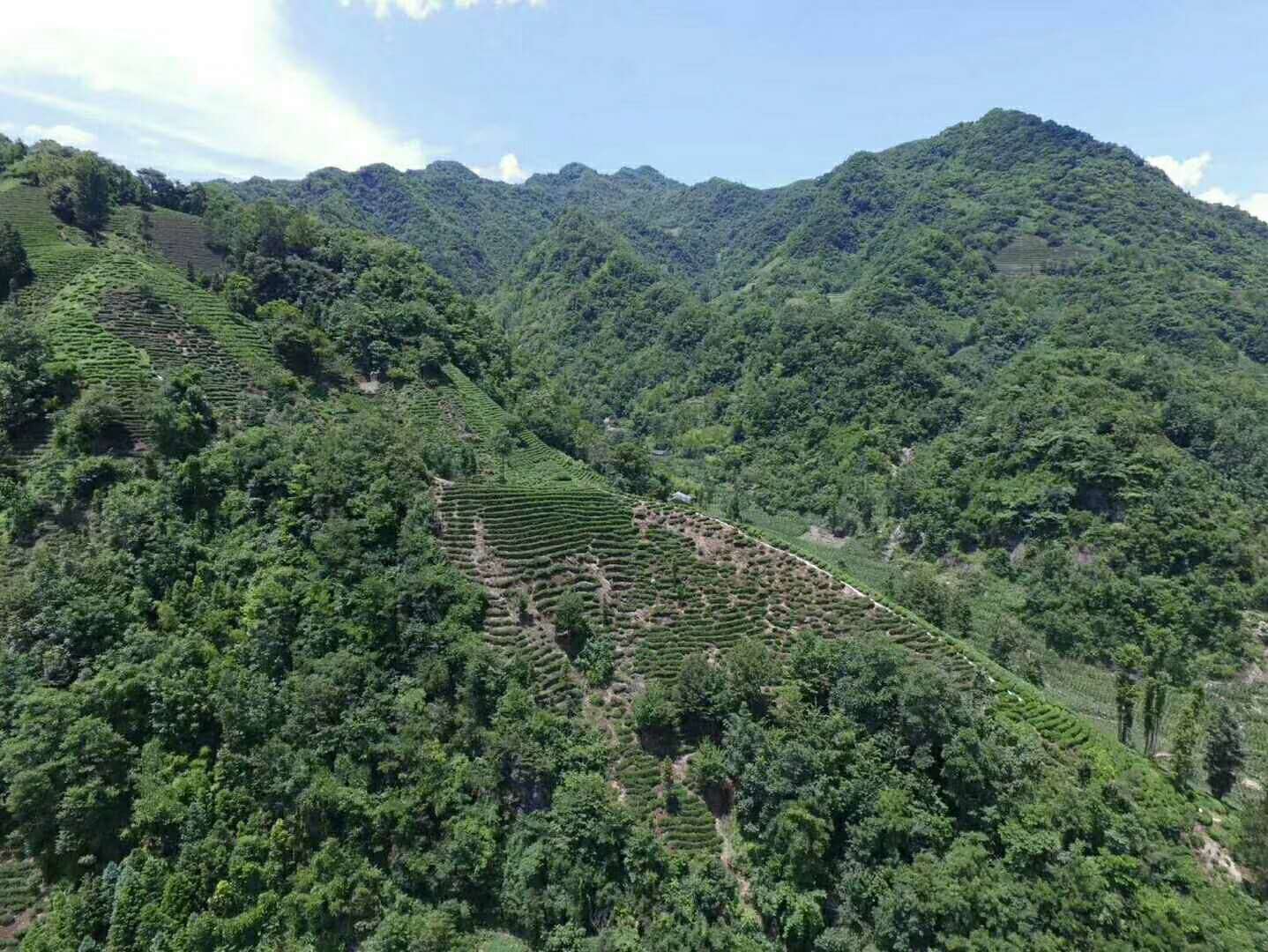 平利女娲茶2022年明前毛尖安康富硒茶谷雨前高山绿茶250g新茶春茶