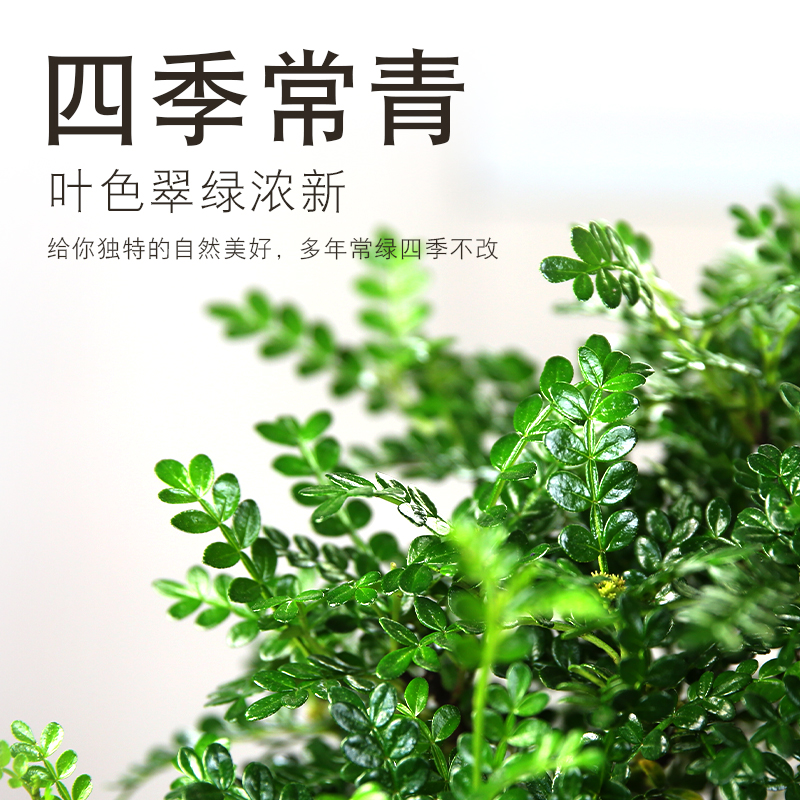 清香胡椒木盆栽驱蚊草植物室内四季好养花卉净化空气老桩绿植盆景