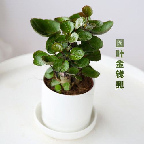 钱多多金钱兜盆栽植物净化空气室内办公室吸甲醛招财钱串子福禄桐 - 图0