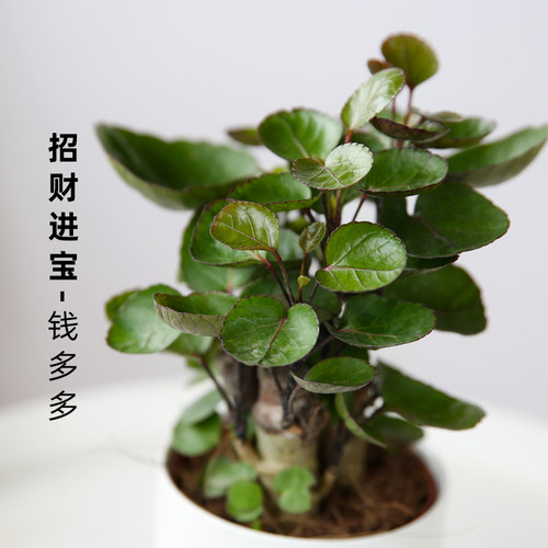 钱多多金钱兜盆栽植物净化空气室内办公室吸甲醛招财钱串子福禄桐 - 图1