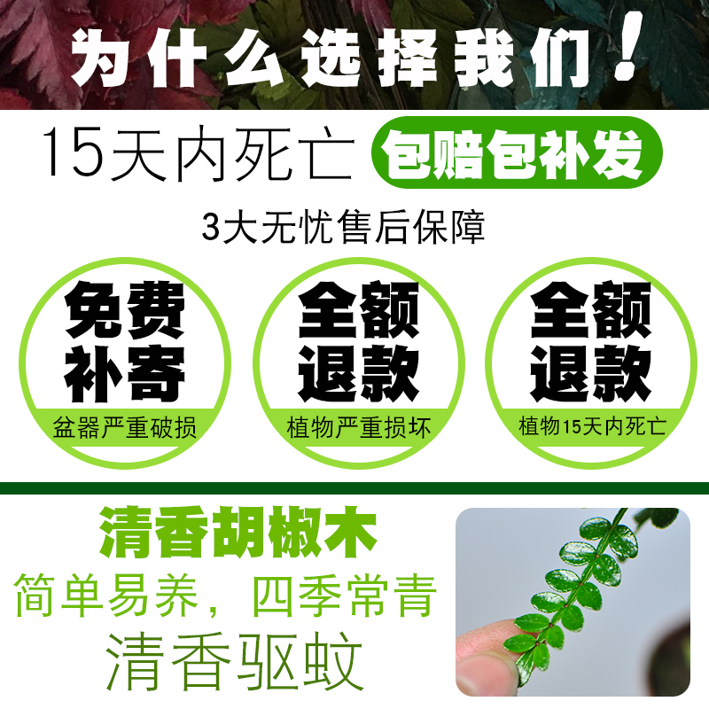 清香胡椒木盆栽驱蚊草植物室内四季好养花卉净化空气老桩绿植盆景