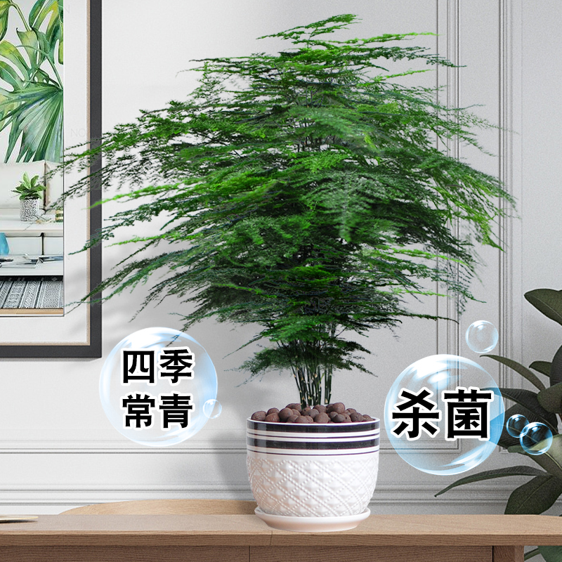 大文竹盆栽植物室内大型盆景吸除甲醛四季常青绿植花卉好养种易活 - 图2