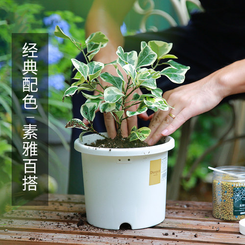 爱丽思deepot花盆塑料加仑盆阳台种菜盆托爱丽丝花盆多肉兰花月季 - 图1