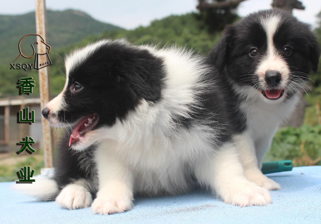 香山犬业边境牧羊犬聪明狗狗幼犬黑白咖啡陨石边牧犬-图0