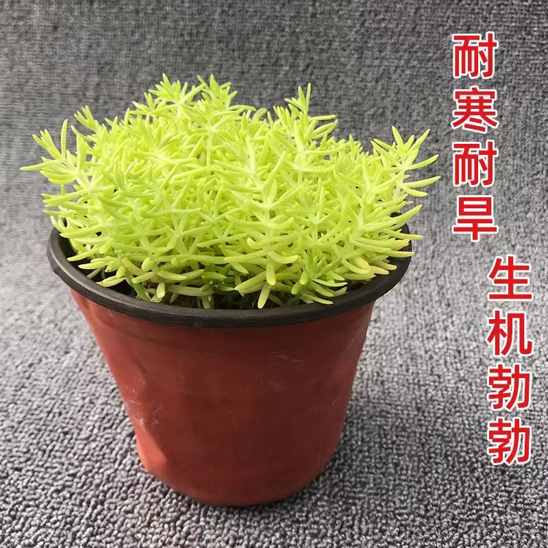 佛甲草苗屋顶绿化草皮坪金叶黄金佛甲草万年草景天过路黄常青植物 - 图1