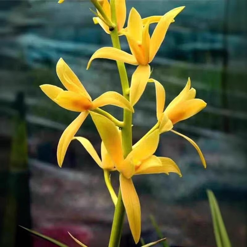 带花苞蕙兰老八种赤惠【程梅】自然大棚种植绿植花卉高档 - 图2