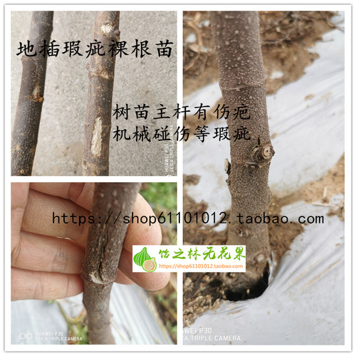 饴之林无花果裸根二级弱苗 次品缺陷瑕疵苗 多品种地插小苗 - 图2