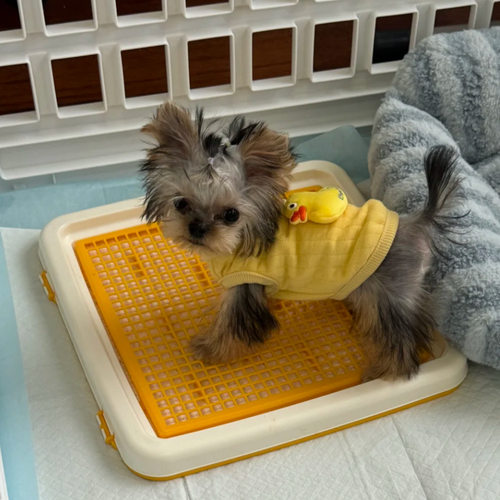 爱丽思狗厕所茶杯犬专用防撕咬小型犬约克夏爱丽丝平板便盆尿盆 - 图0