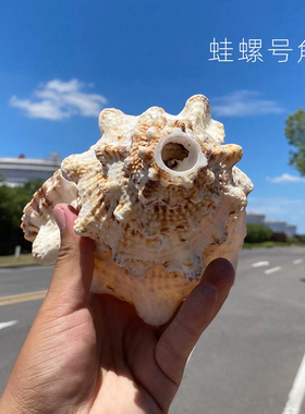 天然海螺号角可吹响玩具口哨喇叭切尾巴可吹响包教会吹器声音洪亮