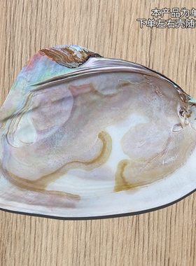 大珍珠贝蚌壳天然海螺贝壳拍摄道具家居创意收藏摆件果盘餐盘装饰