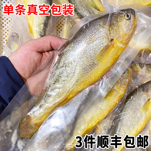 一斤2-3条黄花鱼新鲜海捕大黄鱼海鲜鲜活海鱼鲜鱼速冻生鲜顺丰 - 图1