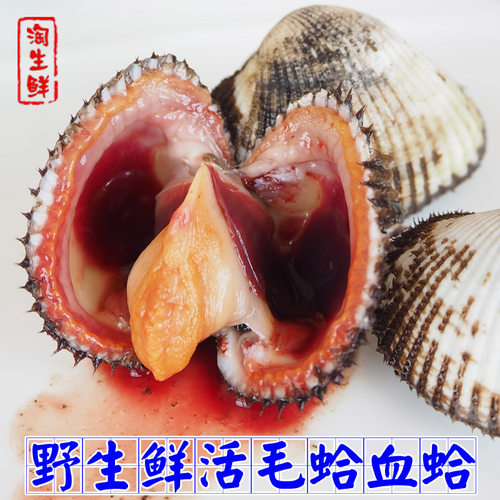 2斤毛蛤鲜活海贝类血蛤海鲜蛤蜊生鲜水产血蚶毛蚶活发顺丰已吐泥 - 图0