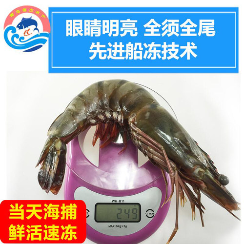 青岛海鲜野生大虾新鲜对虾包邮鲜活速冻冷冻水产特大海虾草虾虎虾 - 图2