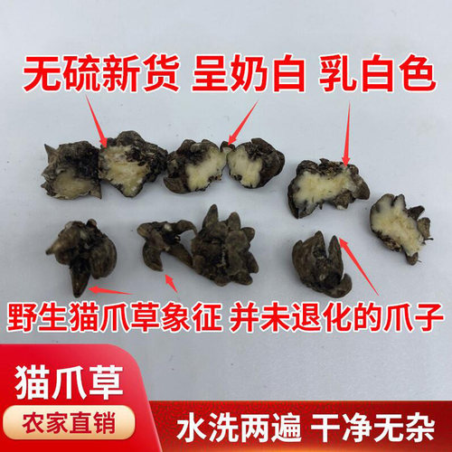 野生新鲜猫爪草500g水洗猫爪草正品猫抓草猫瓜草三散草搭夏枯草茶 - 图1
