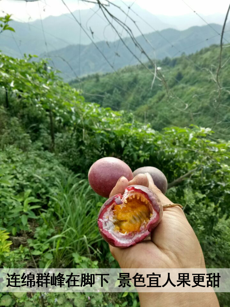 正宗原产地百香果特级大果装白香果图片_1