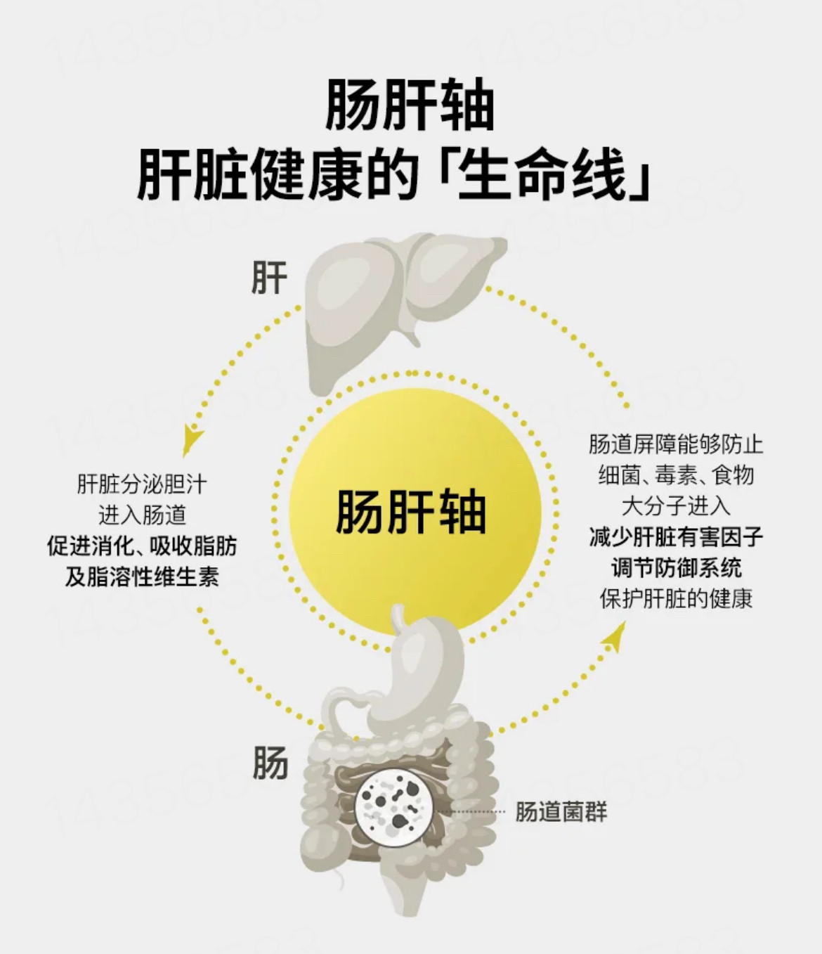 澳洲TheroNomic颂科护肝三生元益生菌胶囊60粒/瓶 双向护肝奶蓟草