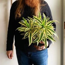 Phnom Penh Lily Bamboo Potted Plant Dragon Blood Tree Indoor Living Room Nordic Wind Styling Green Plant Purifying Air Great Plants