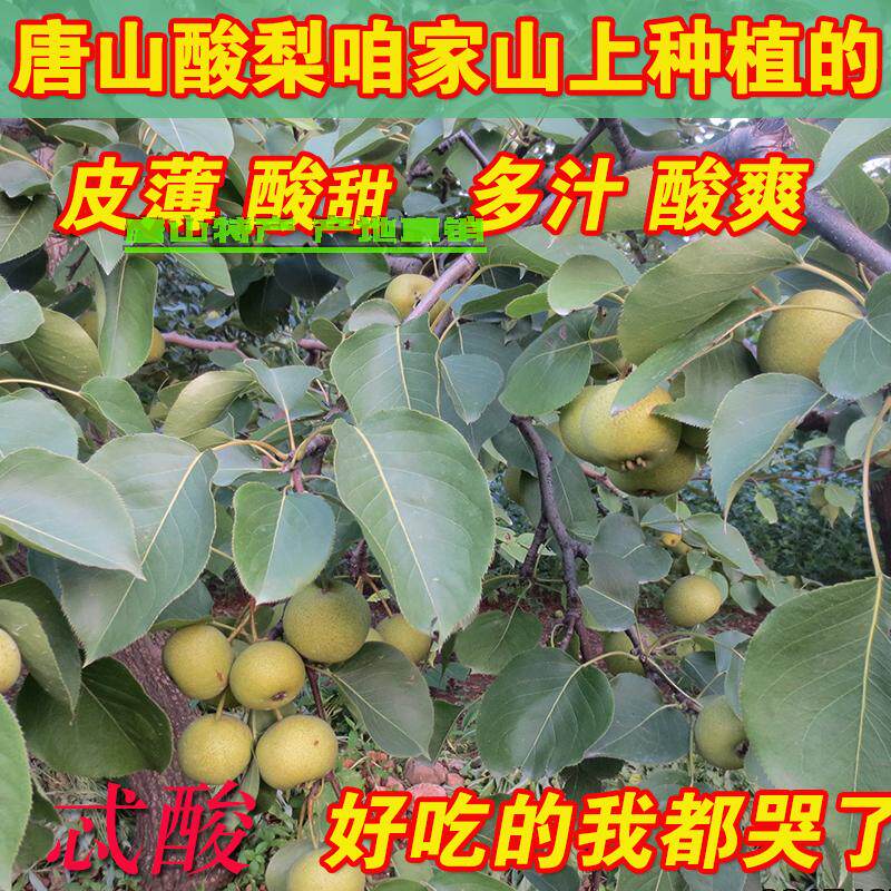 秋子梨秋梨酸梨安梨冻梨老树薄皮多汁烂酸梨河北唐山特产大果_虎窝淘