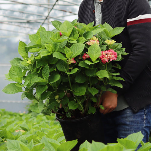 直播专拍 茶先生的花园无尽夏绣球盆栽花苗带花苞新娘带花发货