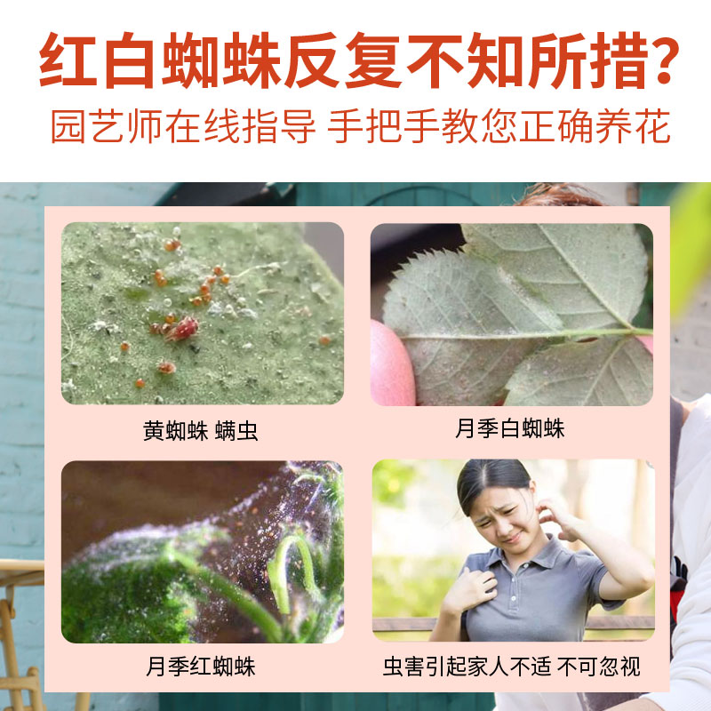 金满枝红蜘蛛药水丁氟螨酯杀红蜘蛛专用药打柑橘月季红蜘蛛-图0