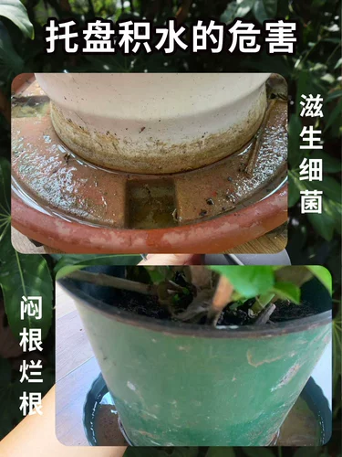 Цветочный горшок, трубочка, хорошо впитывает воду