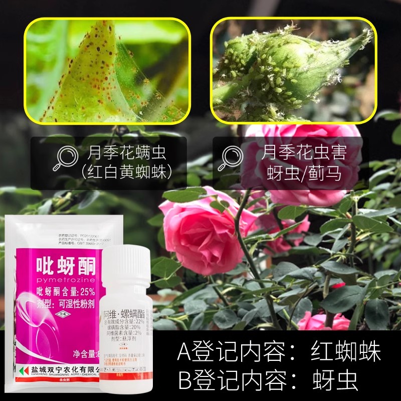 月季花病虫害常用药月季花常用药红蜘蛛蚜虫治疗月季黑斑病专用药-图2