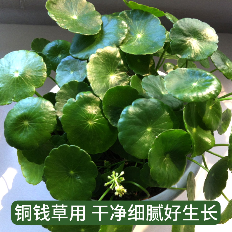 天然荷塘泥碗莲专用土睡莲荷花专用泥河泥花泥塘泥养龟淤泥土消毒 - 图2