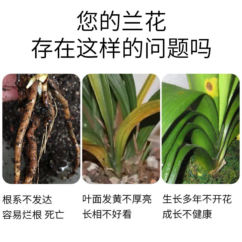 君子兰专用肥腰肥磷酸二氢钾肥料花卉兰花蝴蝶兰有机营养液促开花,淘宝优惠券,粉丝福利购,淘宝优惠卷