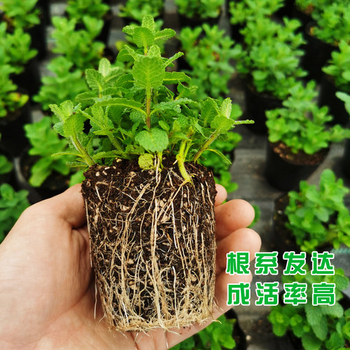 可食用香草苹果薄荷苗柠檬薄荷盆栽胡椒薄荷叶四季驱蚊种植小苗 - 图1