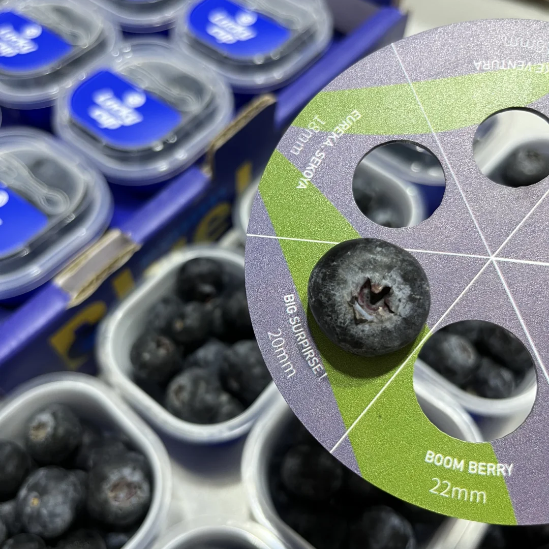 【超甜脆】幸运蓝莓礼盒luckcup 花香蓝莓杯礼盒鲜果云南小懒宝宝,淘宝优惠券,粉丝福利购,淘宝优惠卷