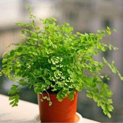 室内盆栽蕨类植物铁线蕨绿植盆栽 热品库 性价比省钱购