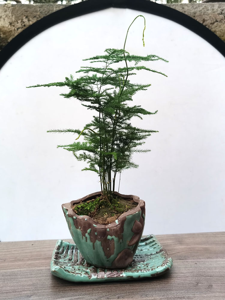 文竹盆栽桌面绿植盆栽花卉阳台好养盆景造型爬藤办公室植物微景观-图3