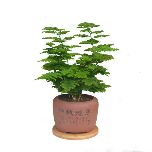 文竹盆栽桌面绿植盆栽花卉阳台好养盆景造型爬藤办公室植物微景观 - 图0