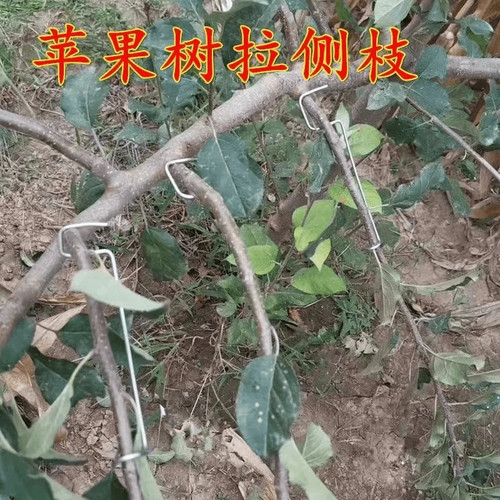 果树弯枝器别枝器开角器压枝定型器改进型拉枝器压枝神器柑橘苹果 - 图2