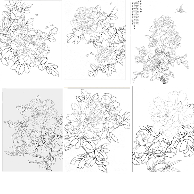 工笔画打印白描底稿牡丹小品6幅一套有步骤图初学者临摹勾线练习 - 图0