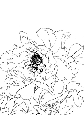 工笔画高清大图白描底稿牡丹图