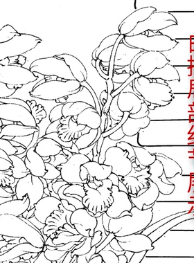 工笔画白描底稿兰花临摹过稿