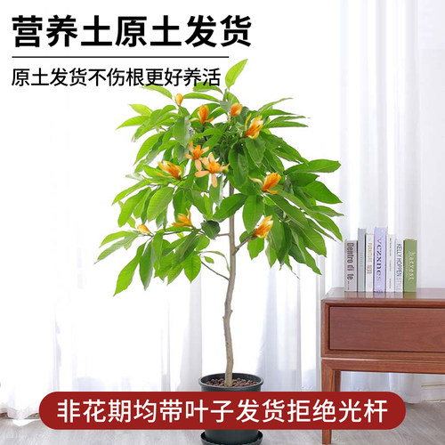白兰花玉兰树苗花卉植物室内庭院绿植黄角兰盆栽易活带花苞四季开 - 图1