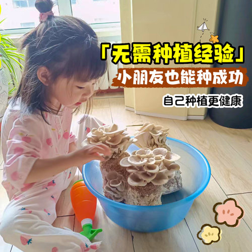 蘑菇种植包可食用黑平菇种植菌包香菇菌种家庭自种新鲜菌棒盆栽 - 图1