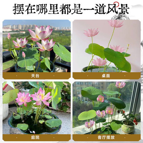 碗莲种藕水培植物水养花卉睡莲根块小型荷花盆栽苗种籽子室内四季 - 图3