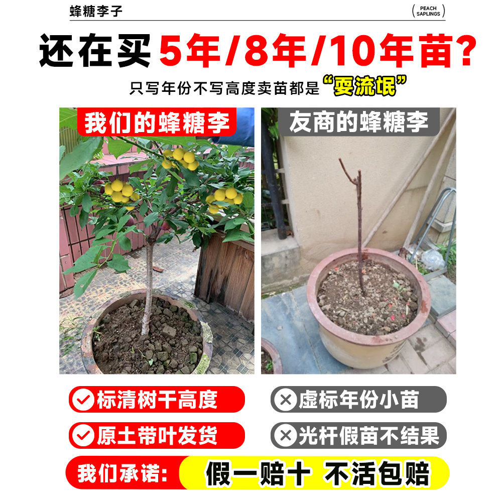蜂糖李子树苗贵州六马三华新品种水果树果苗阳台盆栽南方北方种植,淘宝优惠券,粉丝福利购,淘宝优惠卷